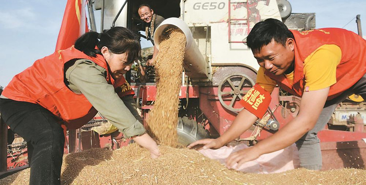 黨員服務隊助農搶收小麥忙